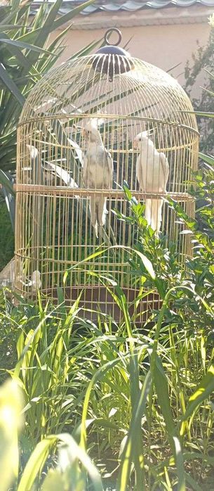 Попугайчики продаються