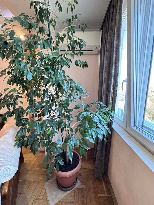 Продавам фикус Бенджамин – здраво и красиво стайно растение