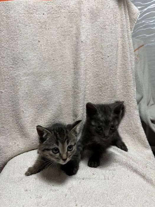 Отдалим котят в добрые руки