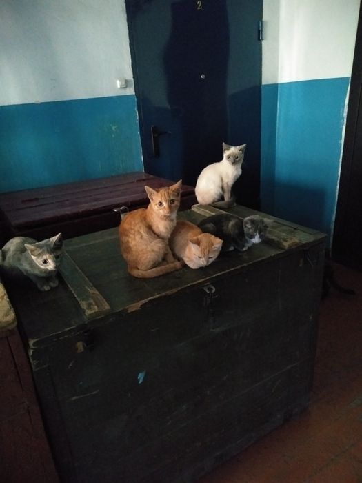 Котята котята котята