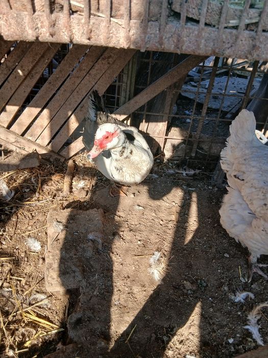 Oua de rata muta pt incubat și rățoi de vanzare