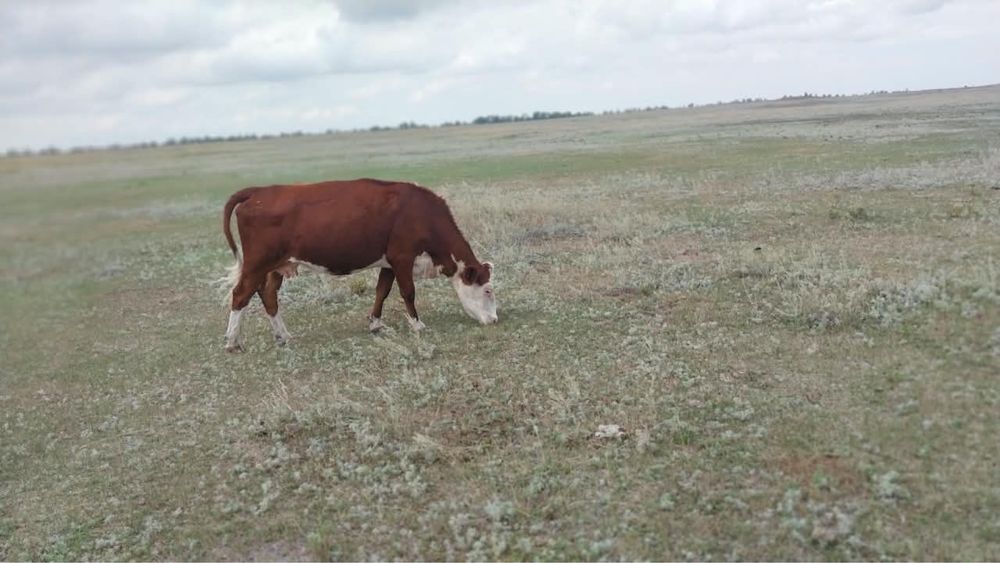 Продам корову с телёнком