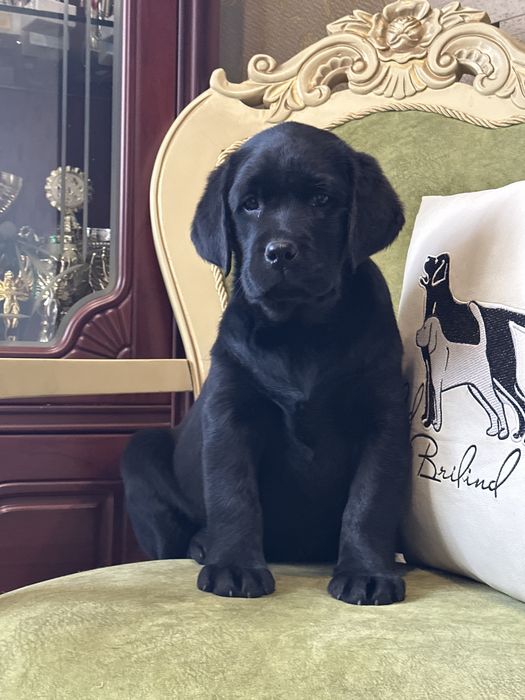 Щенки лабрадора, питомник, документы.