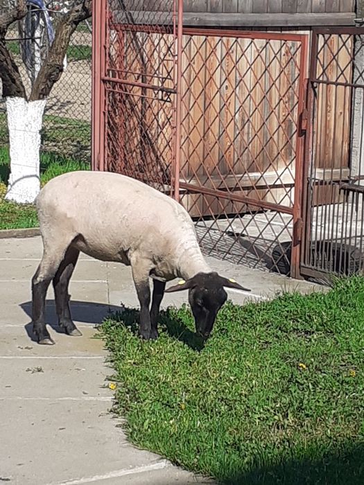 Vând mieluță suffork