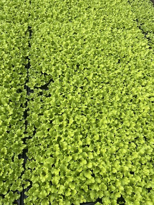 Разсад марул ягоди