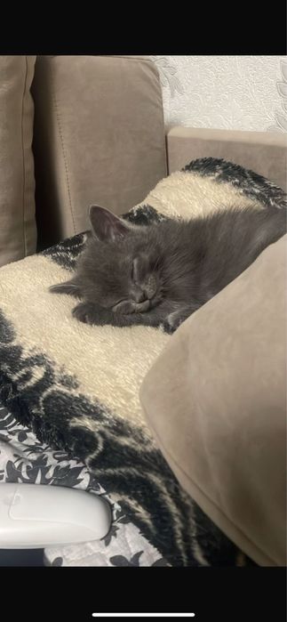 Отдам кота мальчика