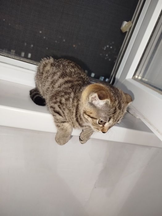 Шотландская вислоухая девочка котёнок