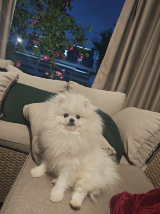 Pomeranian Mascul