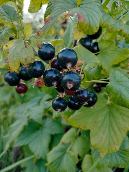 Продам дачу в районе автоцона