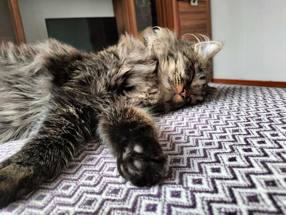 Отдам кота в добрые руки