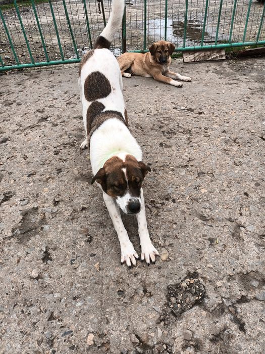 Подарява се Лазар