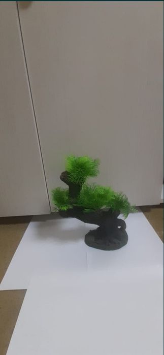 Аквариумные растение