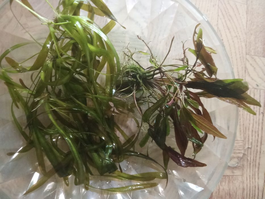 Аквариумные растения