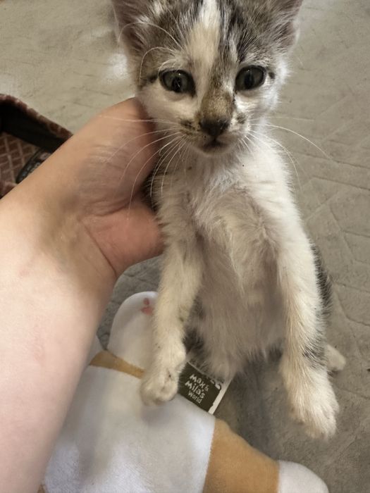 ПОДАРЯВАТ СЕ! 2 женски котенца на около 2 месеца