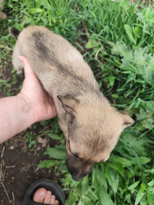 Щенок девочка почти 2 месяца ищет себе семью