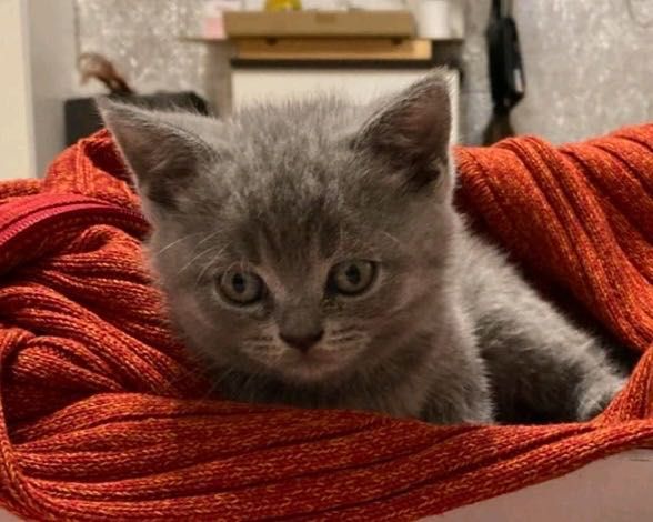 Британско късокосместо коте