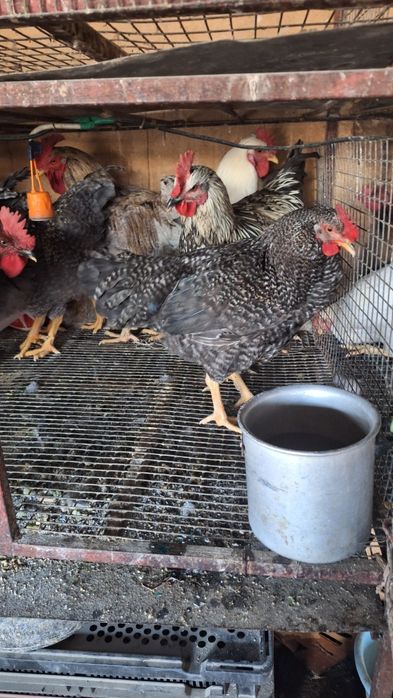 Петухи молодые 6 месяцев