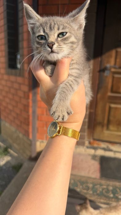 Отдам котят в добрые руки