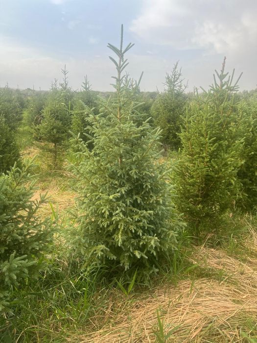 Живые ели / ёлки