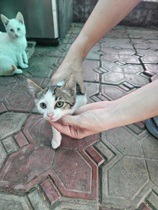 Отдадим котят - бесплатно.