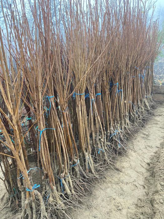 Pomi fructiferi de anul 3