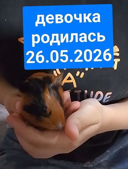 Продам морских свинок.