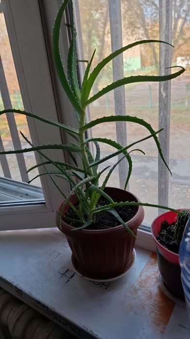 Продам  куст лечебного Алоэ