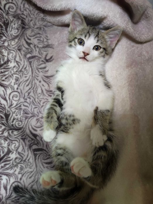 Котёнок в добрые руки 3 месяца