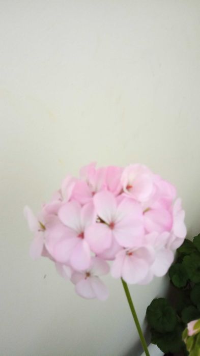 Герань или пеларгония