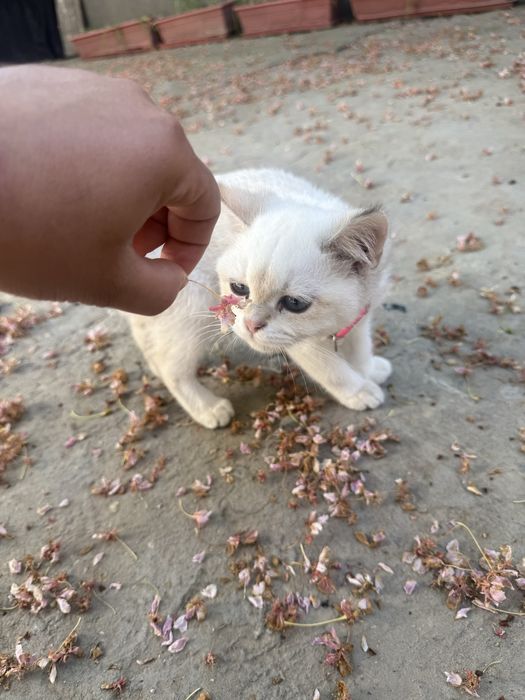 Skotish strayt 4 oylidan oshu