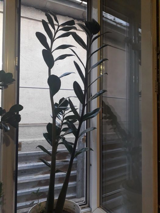 долоровое дерево