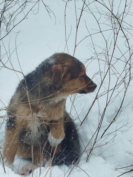 Замерзают щенки…