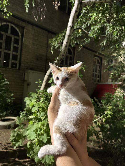 Котенок ищет дом!