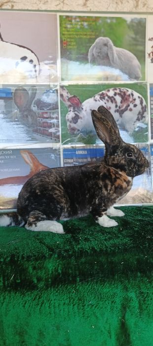 Рекс зоти куенлар