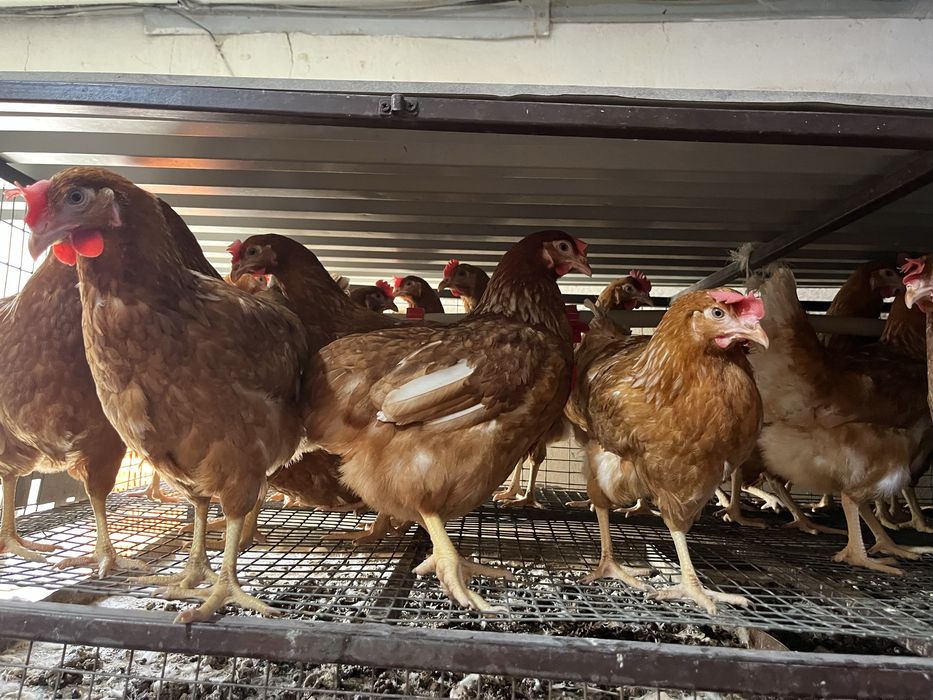 Молодые куры несушки Ломан Браун