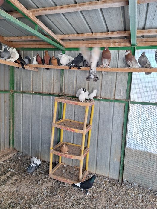 Продаём голубей и канарееек