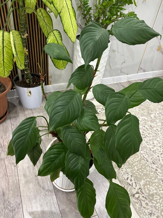 Цветы можете на ватсап написать