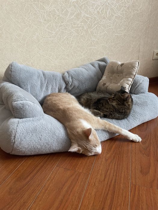 Отдам кота в добрые руки