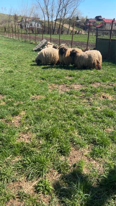 Berbec bucalau de vanzare