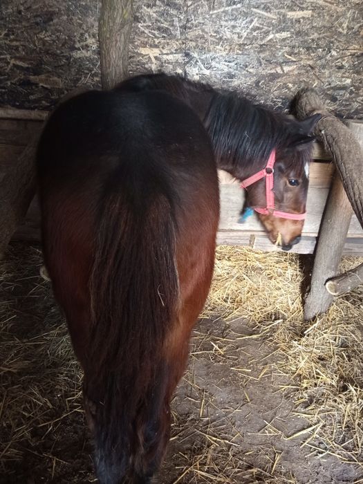 Vand  manza de 8 luni