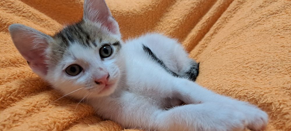 Adopție 3 baietei