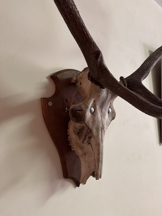 Истински Масивни Еленови Рога с Череп