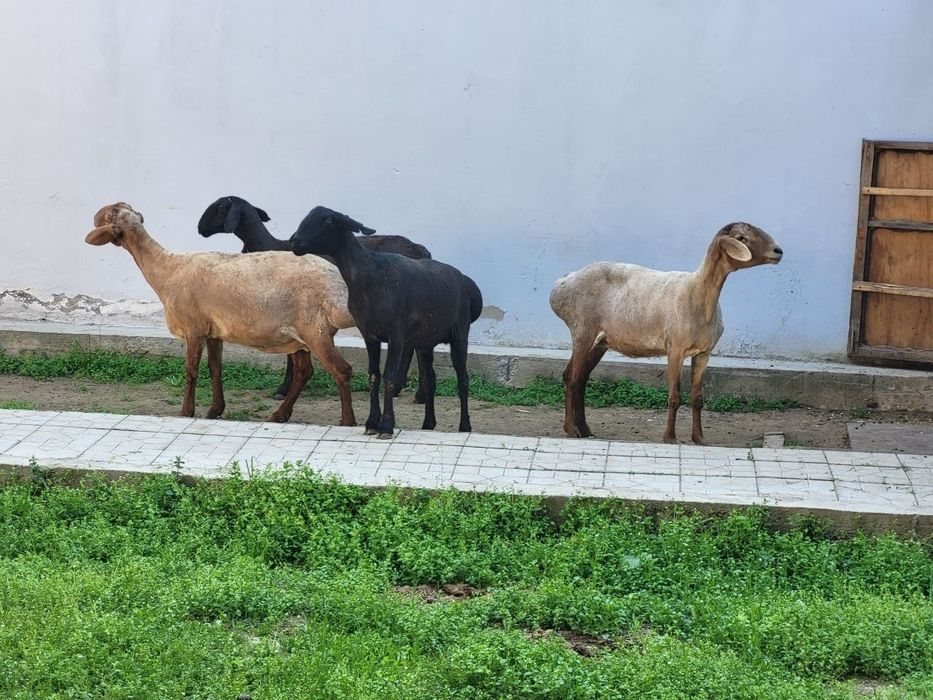 Ургочи зотли солу куйлар