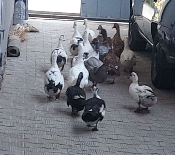 O‘rdaklar sotiladi. Утки продаются.