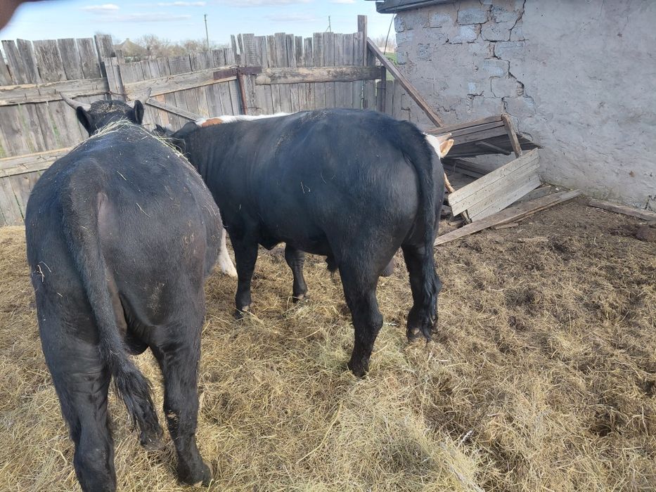 Продам быков в количестве 7 голов