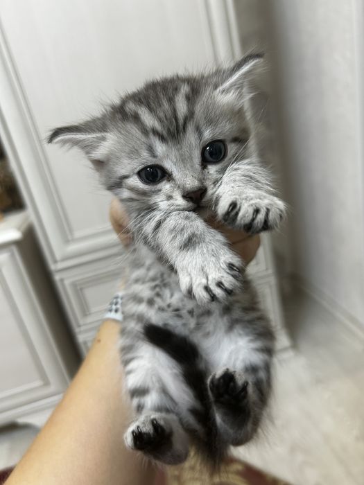 Продаются котята