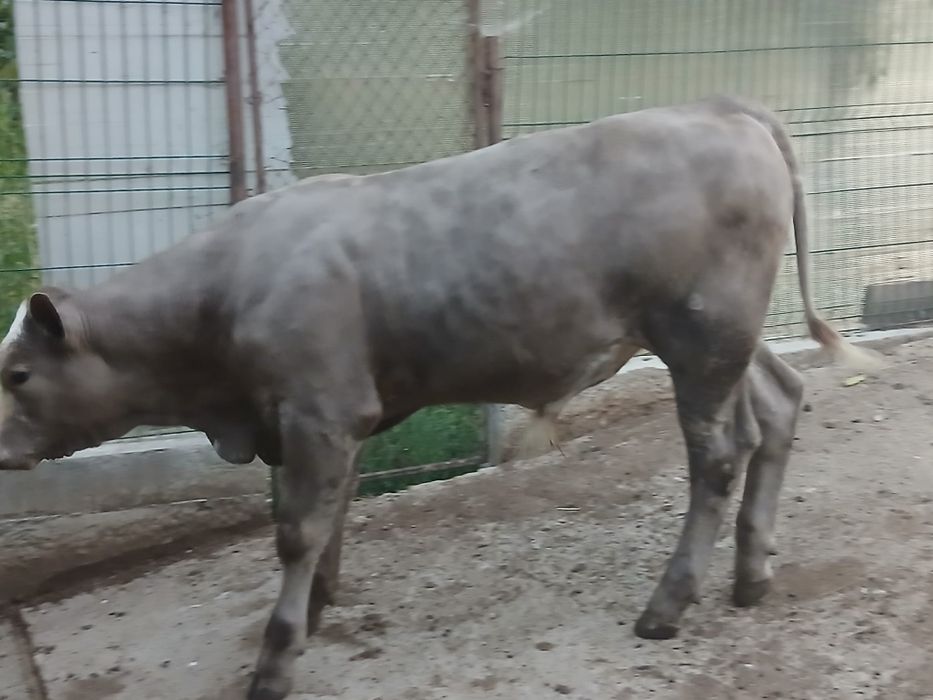 Vaca si vitel de vanzare