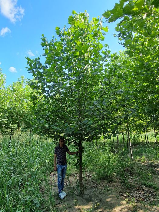 Plante ornamentale,  leylandii, magnolia grandiflora, platan,tei,artat