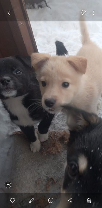 Подарю красивых щенков..Г.Рудный