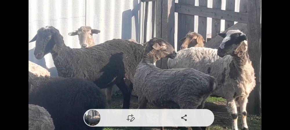 Продам баранов откормленных